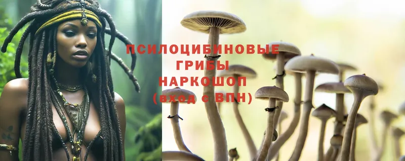 ссылка на мегу рабочий сайт  Горбатов  Галлюциногенные грибы Psilocybe  где купить  